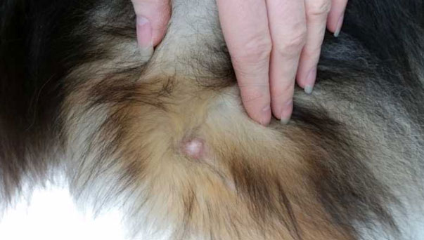 mast cell on a dog