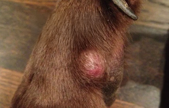 melanoma on a dogs foot