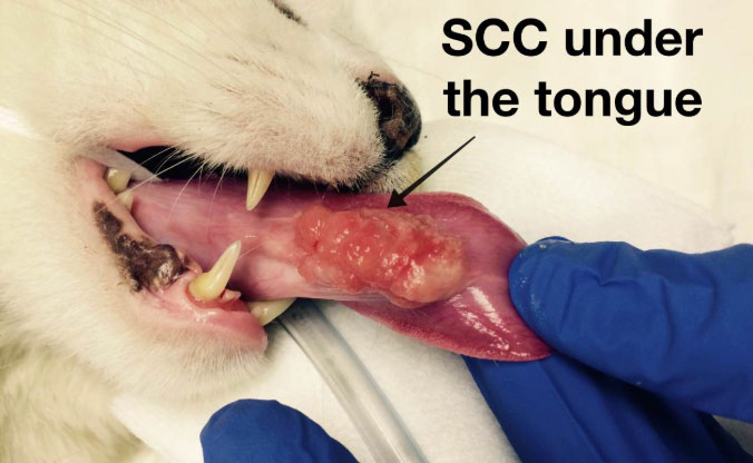 a gloved vet's hand holding a cat's tongue displaying squamous cell